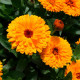 Насіння календули «Дежавю»