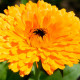 Насіння календули «Дежавю»
