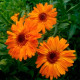 Насіння календули «Індійський принц»