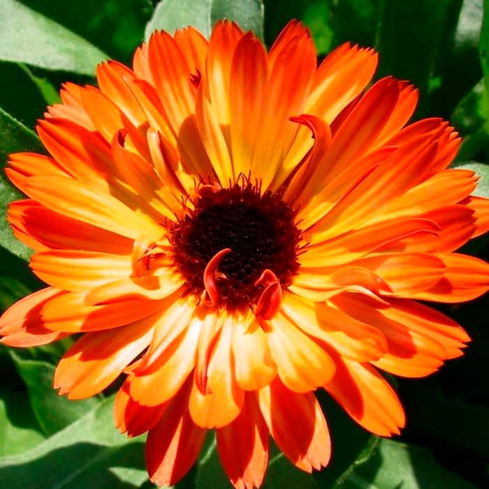 Насіння календули «Індійський принц»