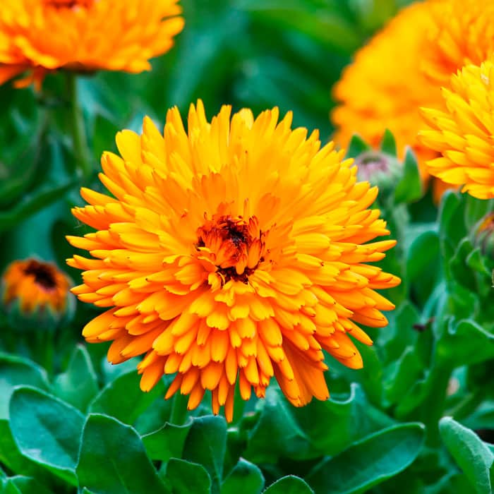 Насіння календули «Радіо»