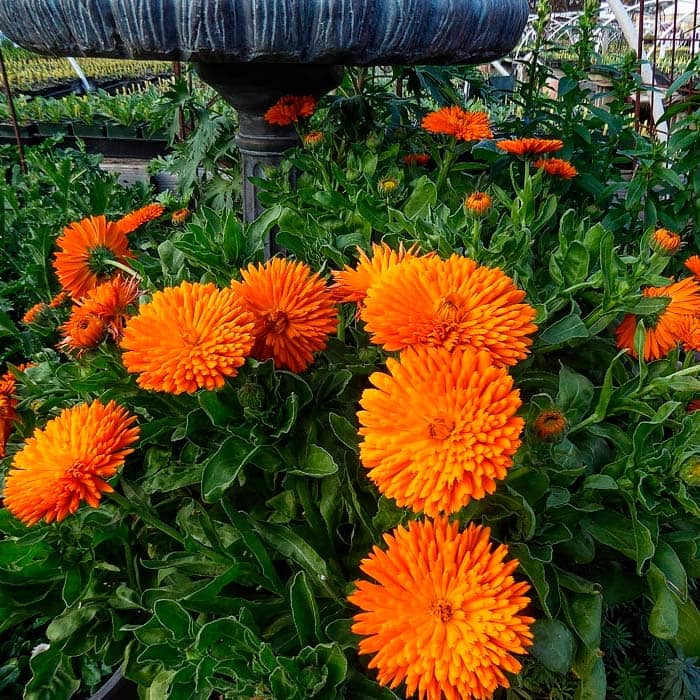 Насіння календули «Радіо»