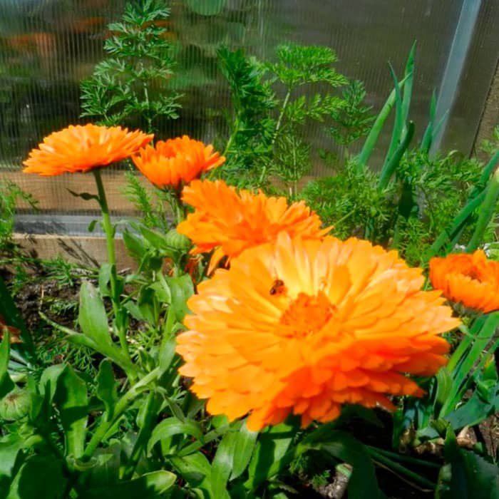 Насіння календули «Радіо»