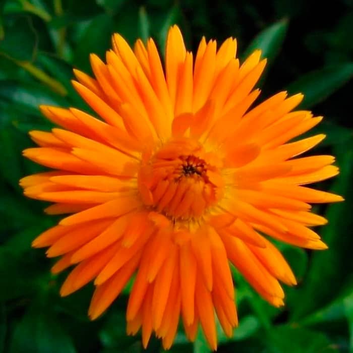 Насіння календули «Радіо»