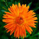 Насіння календули «Радіо»