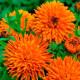 Насіння календули «Радіо»