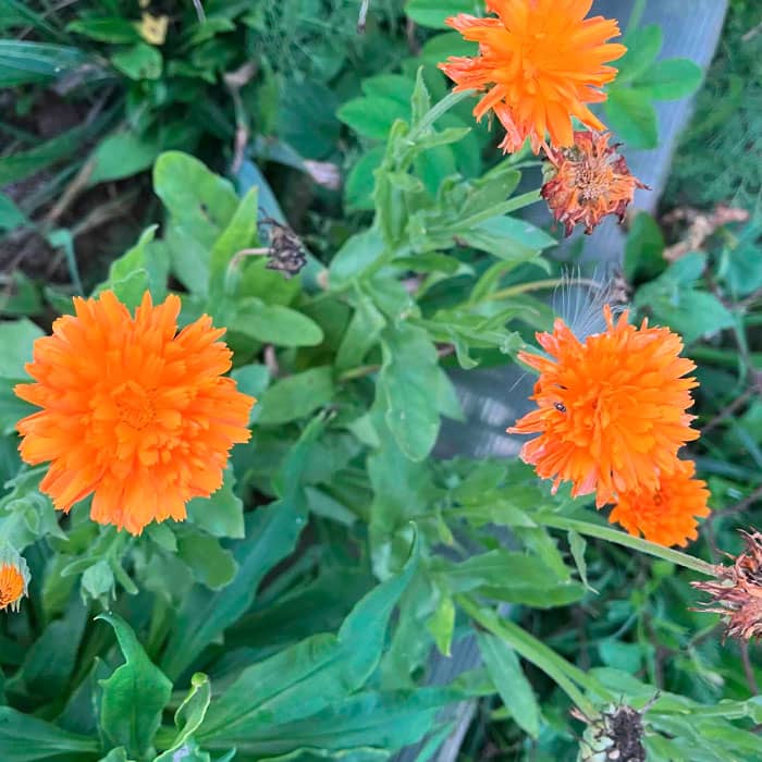 Насіння календули «Радіо»