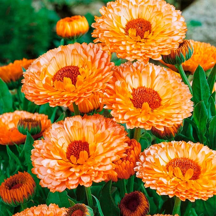 Насіння календули «Рожевий сюрприз»