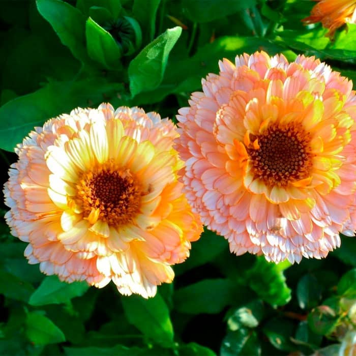 Насіння календули «Рожевий сюрприз»