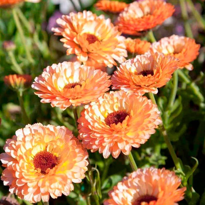 Насіння календули «Рожевий сюрприз»