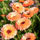Насіння календули «Рожевий сюрприз»