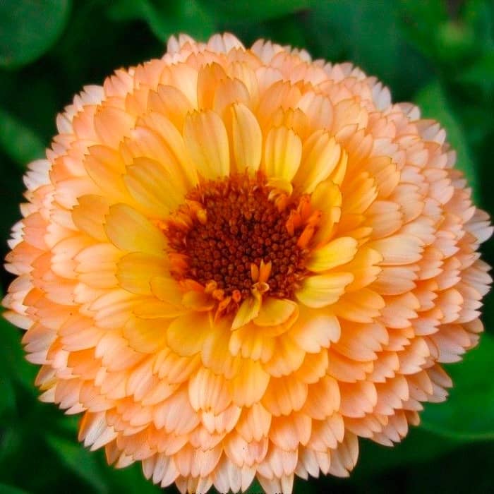 Насіння календули «Рожевий сюрприз»