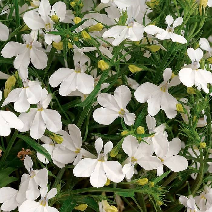 Насіння лобелії «Біла леді»