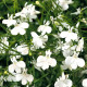 Насіння лобелії «Біла леді»