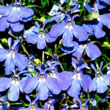 Насіння лобелії «Блакитний фонтан»
