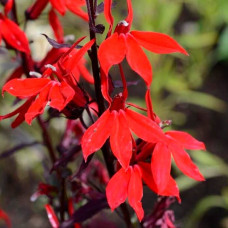 Насіння лобелії «Маркіза ред»