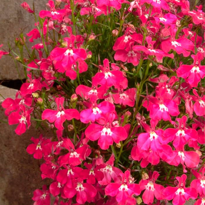 Насіння лобелії «Маркіза ред»