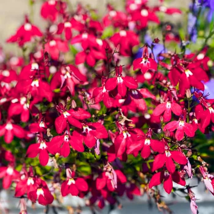 Насіння лобелії «Рубиновий фонтан»