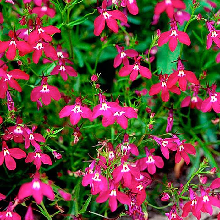 Насіння лобелії «Рубиновий фонтан»