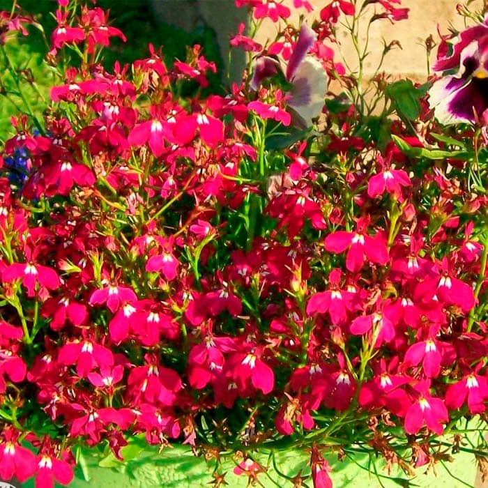 Насіння лобелії «Рубиновий фонтан»