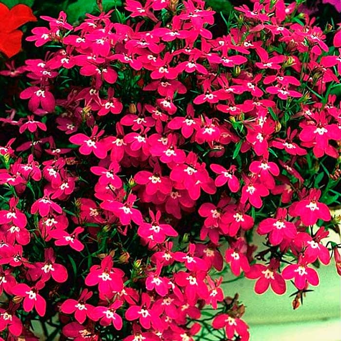 Насіння лобелії «Рубиновий фонтан»