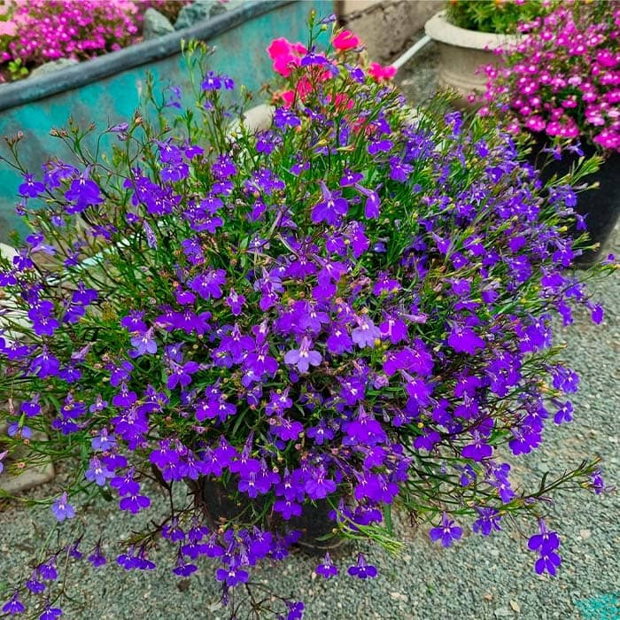 Насіння лобелії «Сапфір»