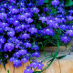 Насіння лобелії «Сапфір»