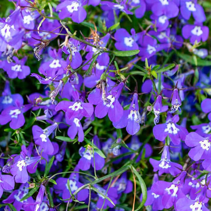 Насіння лобелії «Сапфір»