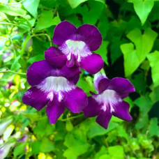 Суміш насіння маурандії «Азаріна»