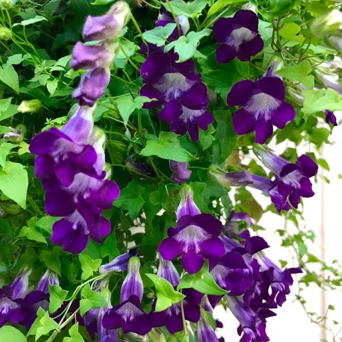 Суміш насіння маурандії «Азаріна»