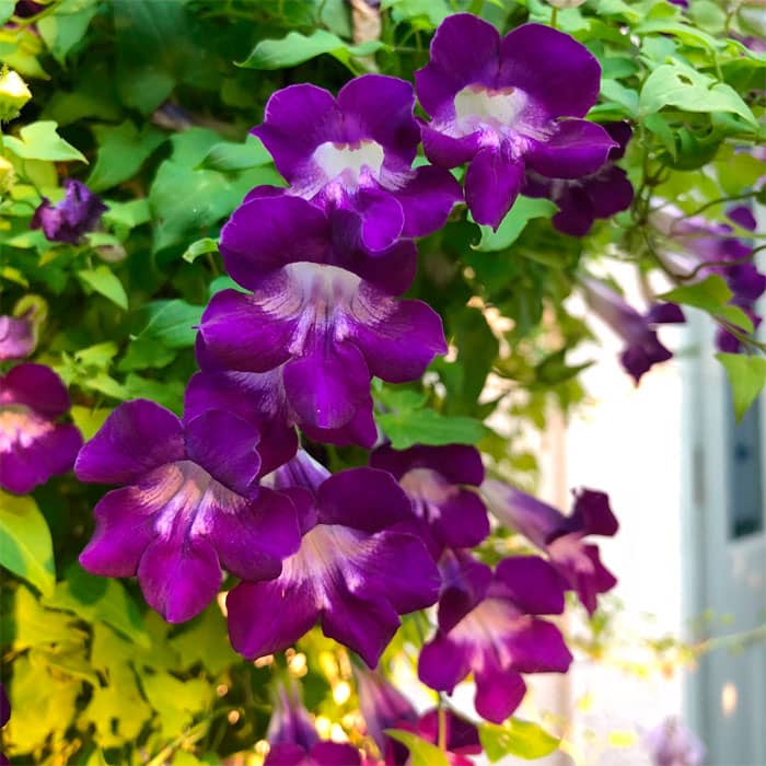 Суміш насіння маурандії «Азаріна»