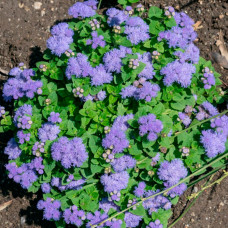 Насіння агератуму «Блакитна лагуна»