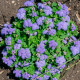 Насіння агератуму «Блакитна лагуна»