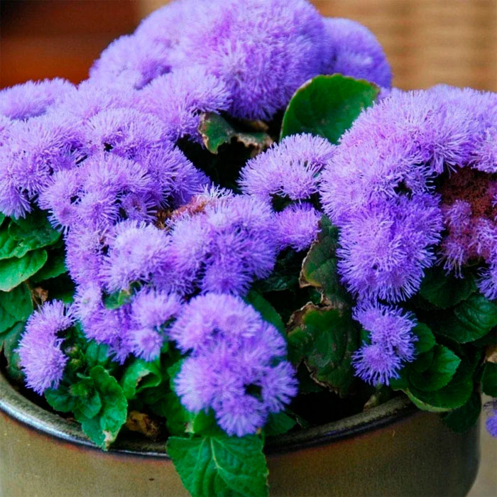 Насіння агератуму «Блакитна лагуна»