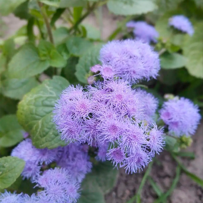 Насіння агератуму «Блакитна лагуна»