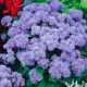 Насіння агератуму «Блакитна лагуна»