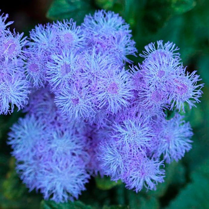 Насіння агератуму «Блакитна лагуна»