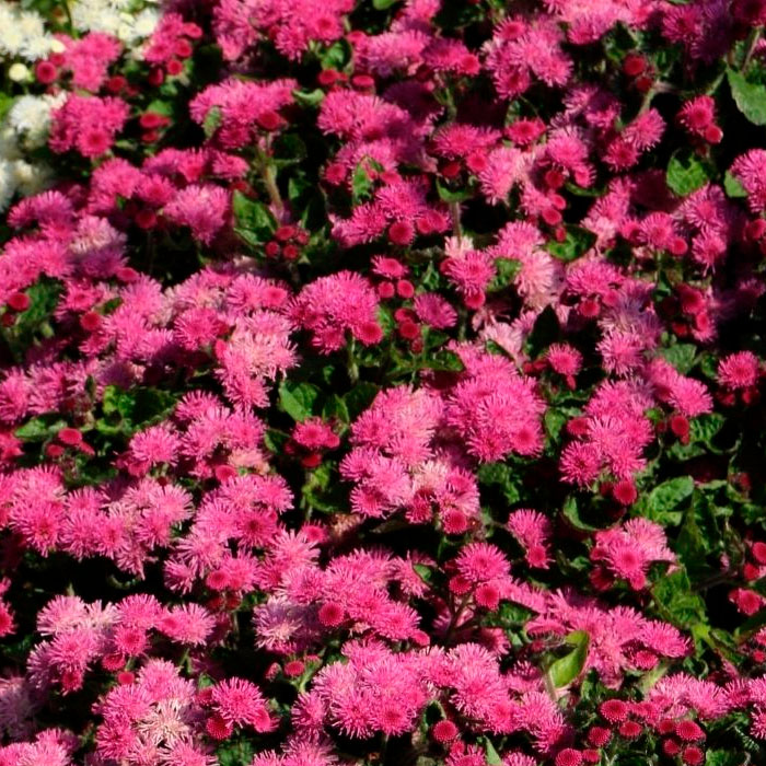 Насіння агератуму «Голіаф» червоний