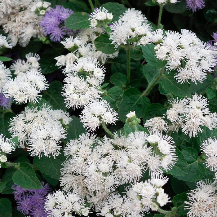 Насіння агератуму «Нептун F1» білий