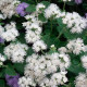 Насіння агератуму «Нептун F1» білий