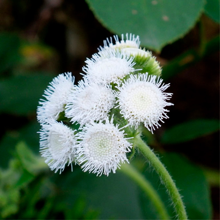 Насіння агератуму «Нептун F1» білий