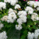 Насіння агератуму «Нептун F1» білий