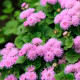 Насіння агератуму «Рожева королева»