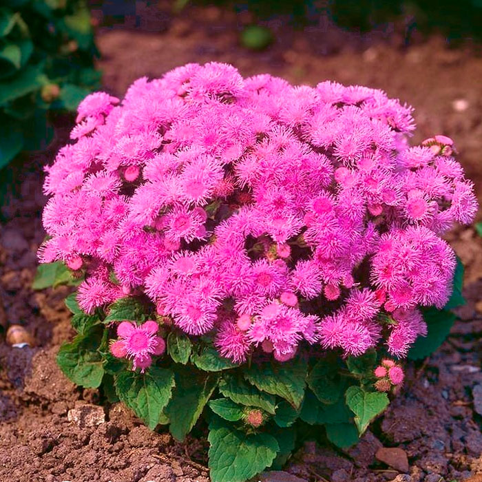 Насіння агератуму «Рожева королева»