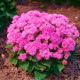 Насіння агератуму «Рожева королева»