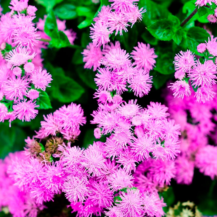 Насіння агератуму «Рожева королева»