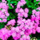 Насіння агератуму «Рожева королева»