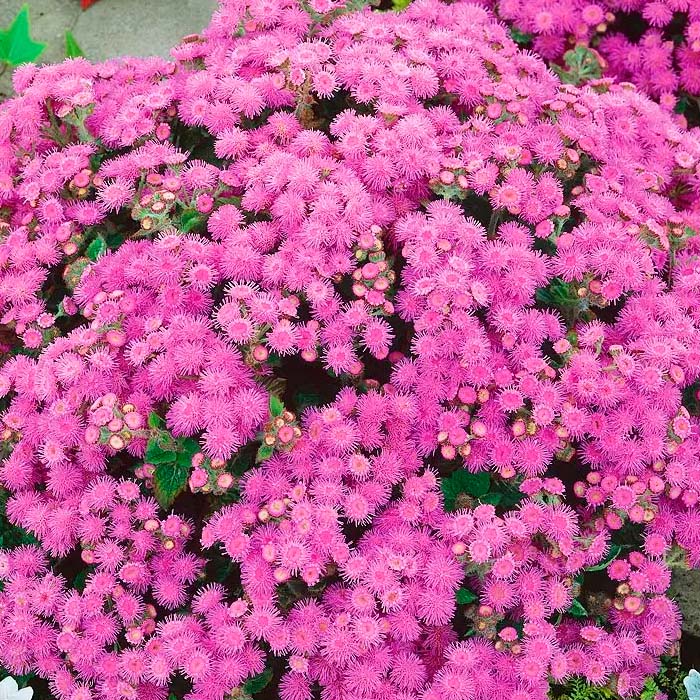 Насіння агератуму «Рожева королева»