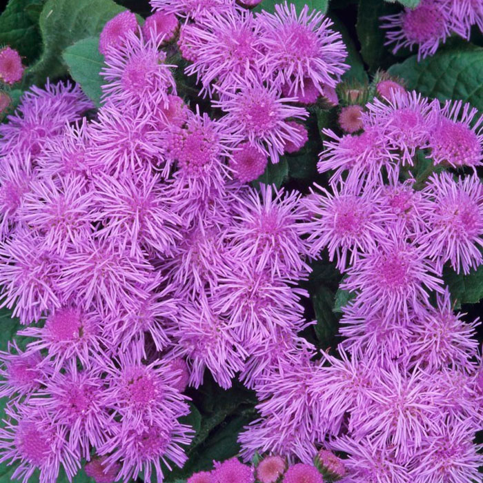 Насіння агератуму «Рожева королева»