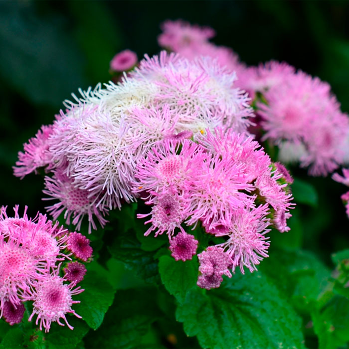 Насіння агератуму «Рожева королева»